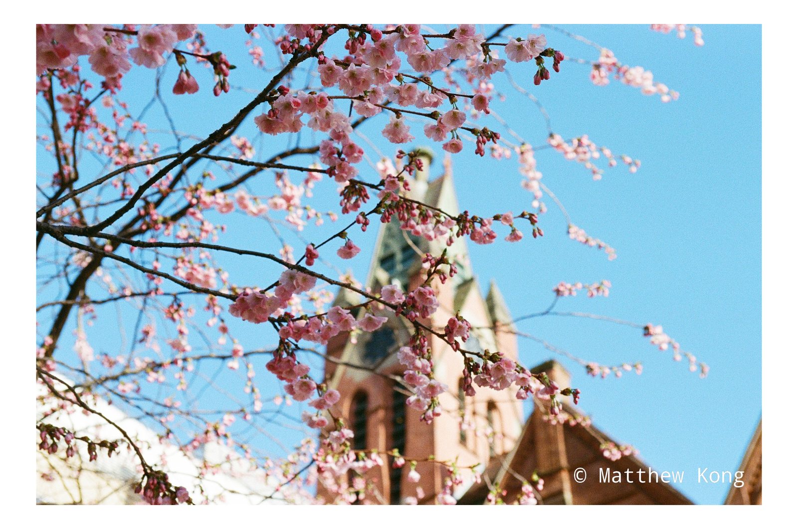 Blossom branches against a clear blue sky, with a red brick church spire behind.