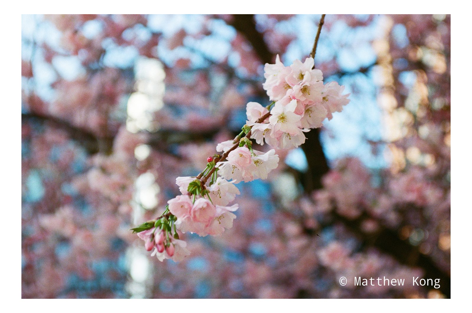 A branch in full bloom, the rest of the tree dissolving into pink and blue behind it.