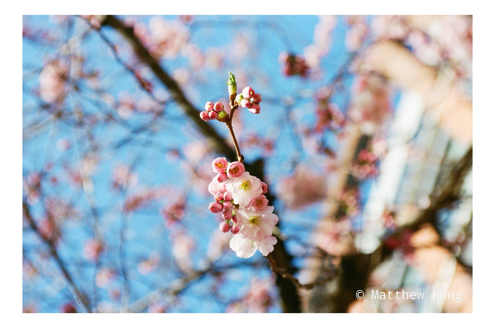 A single sprig of buds and open flowers picked out against the sky.
