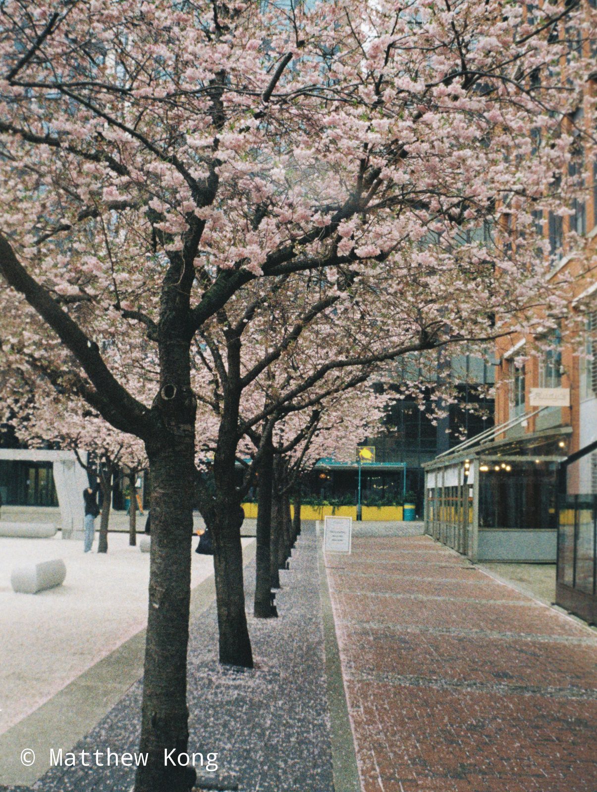 Cherry trees in full blossom along a walkway at Brindley Place.